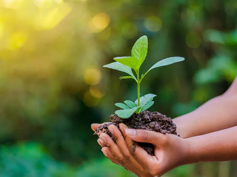 Jeune pousse tenue entre deux mains, symbole d’un impact durable
